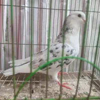 کبوتر نر خال سرور