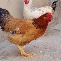 مرغ تخمگذار