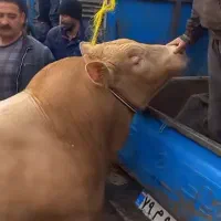 قصاب و سلاخ ذبح گوسفند و گوساله|خدمات پذیرایی، مراسم|اسلامشهر, شهرک مهدیه|دیوار