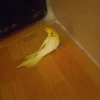 جوجه عروس هلندی لوتینوزعفرونی دوکت وتک خال|پرنده|شیراز, گویم|دیوار