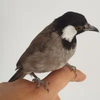 طوطی برزیلی.|پرنده|اهواز, شهرک الهیه|دیوار