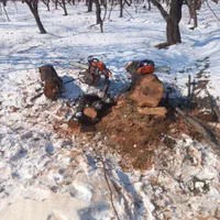 خریدهمه نوع چوب|خدمات باغبانی و درختکاری|چهارباغ, |دیوار