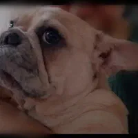 پانسیون حیوانات خانگی(ظرفیت محدود)