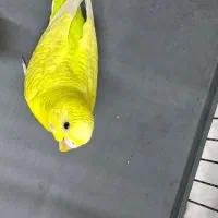 مرغ عشق ماده عروس هلندی کبوتر طوقی