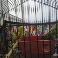 یک جفت مرغ عشق