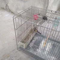 سهره ماده|پرنده|زند, |دیوار