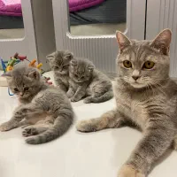 بچه گربه اسکاتیش انفولد