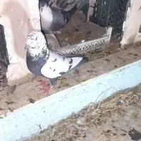 تعداد16 کبوتر تک کت کاکل سوسکی