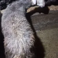 یک عدد بره
