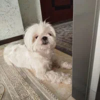 سگ آپارتمانی|سگ|صدرا-فارس, فاز ۱|دیوار