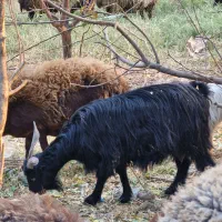 نربز و بز ابستن|حیوانات مزرعه|خاوران, |دیوار