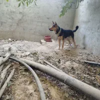 سگ فروشی|سگ|شیراز, بید زرد|دیوار