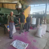 خدمات بوجاری کردن گندم بلغوری گندم