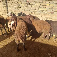 بره نر و ماده هم داشتی هم کشتاری