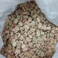 بذر نخود فرنگی و باقلا زودرس