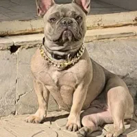 فرنچ بولداگ