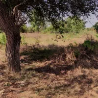 زمین باغچهای شهرکامامحسین ارزان قیمت|فروش زمین و ملک کلنگی|ساری, |دیوار