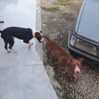 پیت بول نر و ماده دو ساله|سگ|اسالم, |دیوار