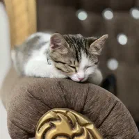 واگذاری گربه|گربه|ارومیه, |دیوار