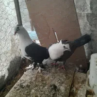 کبوتر|پرنده|مه ولات, |دیوار