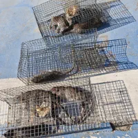 سمپاشی سوسک بامواد گیاهی موریانه زدایی سم پاشی ساس|خدمات نظافت|تهران, میرداماد|دیوار