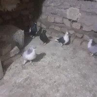 ۵ تا کبوتر پرشی