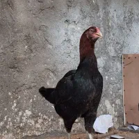 مرغ لاری اصیل