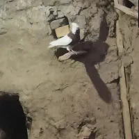 فروش کبوتر