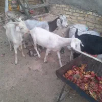 بز آبستن و چپیش|حیوانات مزرعه|زارچ, |دیوار