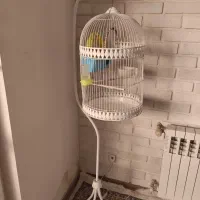 پرنده