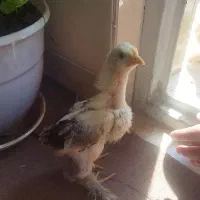 جوجه کوشین دوماهه