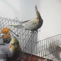 فروش عروس هلندی سخنگو