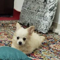 سگ خانگی خیلی بازیگوش|سگ|اهر, |دیوار