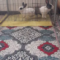 خرگوش نرو ماده|موش و خرگوش|پرند, فاز ۵|دیوار