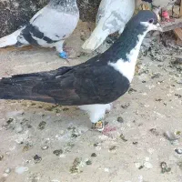کفتر