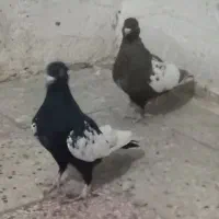 کبوتر|پرنده|شیراز, بهارستان|دیوار