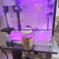 فروش اکواریوم|ماهی|ابریشم, |دیوار