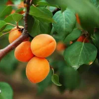 آغاز پیش‌فروش نهال زردآلو شکرپاره لیبل دار|خدمات باغبانی و درختکاری|بانه, |دیوار