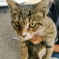 واگذاری رایگان گربه ماده سه ماهه|گربه|رشت, نیکمرام|دیوار