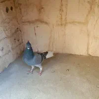 دم سفید|پرنده|مشهد, توس (بلوار توس)|دیوار