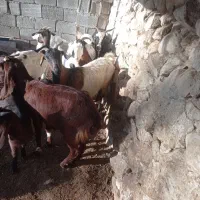 فروش بز کهره دار