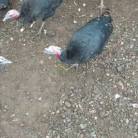 بوقلمون