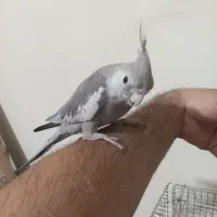 عروس هلندی وات فیس|پرنده|ملایر, |دیوار