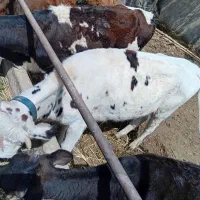 گوساله ماده داشتی