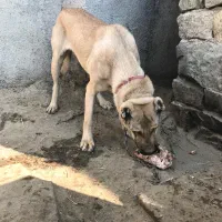 سگ ماده سرابی|سگ|همدان, |دیوار