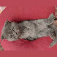 بچه گربه نژاد دار  ۳ ماهه|گربه|کرمان, |دیوار