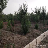 ۱۰۰متر بنا ۲۰ متر اتاق سرای داری برای اجاره سوله