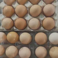 تخم مرغ محلی