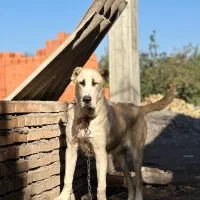 ماده آلابای اصیل ده ماهه|سگ|سنگدوین, |دیوار