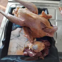 جوجه مرغ|حیوانات مزرعه|رضوانشهر, |دیوار